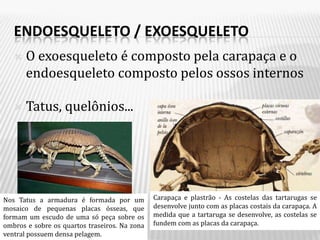 ENDOESQUELETO / EXOESQUELETO
      O exoesqueleto é composto pela carapaça e o
       endoesqueleto composto pelos ossos internos

      Tatus, quelônios...




Nos Tatus a armadura é formada por um          Carapaça e plastrão - As costelas das tartarugas se
mosaico de pequenas placas ósseas, que         desenvolve junto com as placas costais da carapaça. A
formam um escudo de uma só peça sobre os       medida que a tartaruga se desenvolve, as costelas se
ombros e sobre os quartos traseiros. Na zona   fundem com as placas da carapaça.
ventral possuem densa pelagem.
 