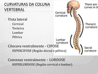 CURVATURAS DA COLUNA
VERTEBRAL

   Vista lateral
       Cervical
       Torácica
       Lombar
       Pélvica

   Côncava ventralmente - CIFOSE
       HIPERCIFOSE (Região dorsal e pélvica)

   Convexas ventralmente – LORDOSE
       HIPERLORDOSE (Região cervical e lombar).
 