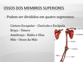 OSSOS DOS MEMBROS SUPERIORES

   Podem ser divididos em quatro segmentos:

     Cintura Escapular - Clavícula e Escápula
     Braço - Úmero

     Antebraço - Rádio e Ulna

     Mão - Ossos da Mão
 