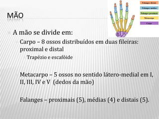MÃO

   A mão se divide em:
     Carpo – 8 ossos distribuídos em duas fileiras:
      proximal e distal
        Trapézio e   escafóide


     Metacarpo      – 5 ossos no sentido látero-medial em I,
      II, III, IV e V (dedos da mão)

     Falanges   – proximais (5), médias (4) e distais (5).
 