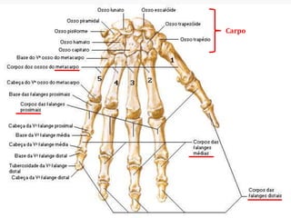 Carpo
 