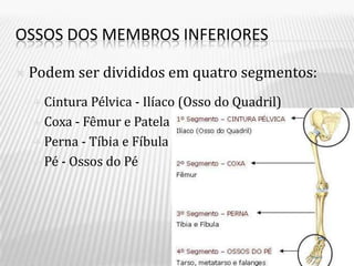 OSSOS DOS MEMBROS INFERIORES

   Podem ser divididos em quatro segmentos:
     Cintura Pélvica - Ilíaco (Osso do Quadril)
     Coxa - Fêmur e Patela

     Perna - Tíbia e Fíbula

     Pé - Ossos do Pé
 