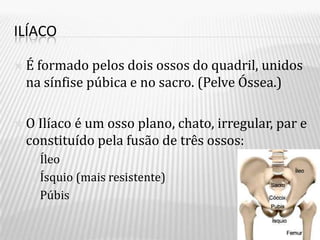 ILÍACO

   É formado pelos dois ossos do quadril, unidos
    na sínfise púbica e no sacro. (Pelve Óssea.)

   O Ilíaco é um osso plano, chato, irregular, par e
    constituído pela fusão de três ossos:
     Íleo

     Ísquio   (mais resistente)
     Púbis
 