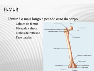 FÊMUR

   Fêmur é o mais longo e pesado osso do corpo
        Cabeça do fêmur
        Fóvea da cabeça

        Linhas de reflexão

        Face patelar
 