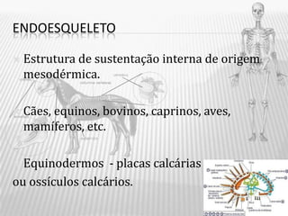 ENDOESQUELETO

   Estrutura de sustentação interna de origem
    mesodérmica.

   Cães, equinos, bovinos, caprinos, aves,
    mamíferos, etc.

 Equinodermos - placas calcárias
ou ossículos calcários.
 