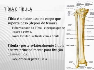 TÍBIA E FÍBULA

   Tíbia é o maior osso no corpo que
    suporta peso (depois do fêmur).
       Tuberosidade da Tíbia - elevação que se
        insere a patela.
       Fóvea Fibular - articula com a fíbula


   Fíbula - póstero-lateralmente à tíbia
    e serve principalmente para fixação
    de músculos.
       Face Articular para a Tíbia
 