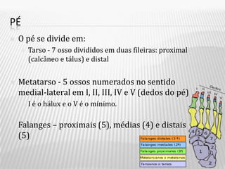 PÉ
   O pé se divide em:
       Tarso - 7 osso divididos em duas fileiras: proximal
        (calcâneo e tálus) e distal


   Metatarso - 5 ossos numerados no sentido
    medial-lateral em I, II, III, IV e V (dedos do pé)
       I é o hálux e o V é o mínimo.

   Falanges – proximais (5), médias (4) e distais
    (5)
 