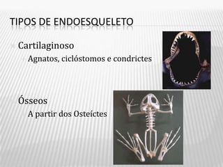 TIPOS DE ENDOESQUELETO

   Cartilaginoso
     Agnatos,   ciclóstomos e condrictes



   Ósseos
    A   partir dos Osteíctes
 