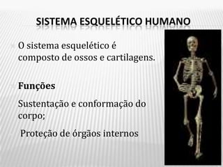 SISTEMA ESQUELÉTICO HUMANO

   O sistema esquelético é
    composto de ossos e cartilagens.

   Funções
•   Sustentação e conformação do
    corpo;
•   Proteção de órgãos internos
 