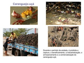 Caranguejo-uçá
Durante o período da andada, é proibida a
captura, o beneficiamento, a industrialização, o
armazenamento e a comercialização do
caranguejo-uçá.
 