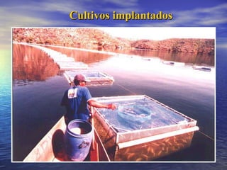 Cultivos implantados 