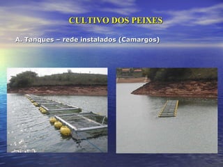 A. Tanques – rede instalados (Camargos) CULTIVO DOS PEIXES 