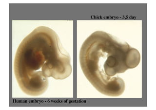 Human Chick Aula 2 Técnicas de Biologia do Desenvolvimento | PDF