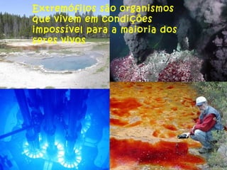 Extremófilos são organismos que vivem em condições impossível para a maioria dos seres vivos 
