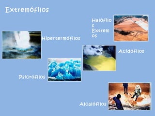 Hipertermófilos Psicrófilos Halófilos  Extremos Acidófilos Alcalófilos Extremófilos 