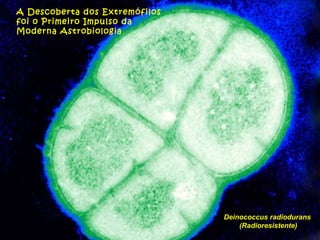 Deinococcus radiodurans  (Radioresistente) A Descoberta dos Extremófilos foi o Primeiro Impulso da Moderna Astrobiologia 