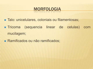MORFOLOGIA

   Talo: unicelulares, coloniais ou filamentosas;

   Tricoma   (sequencia    linear   de   celulas)   com
    mucilagem;

   Ramificados ou não ramificados;
 