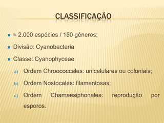 CLASSIFICAÇÃO

   ≈ 2.000 espécies / 150 gêneros;

   Divisão: Cyanobacteria

   Classe: Cyanophyceae

    a)   Ordem Chroococcales: unicelulares ou coloniais;

    b)   Ordem Nostocales: filamentosas;

    c)   Ordem      Chamaesiphonales:      reprodução   por
         esporos.
 