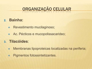 ORGANIZAÇÃO CELULAR

2.   Bainha:
        Revestimento mucilaginoso;

        Ac. Pécticos e mucopolissacarideo;

3.   Tilacóides:
        Membranas lipoproteicas localizadas na periferia;

        Pigmentos fotossintetizantes.
 