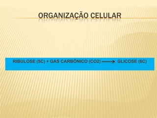 ORGANIZAÇÃO CELULAR




RIBULOSE (5C) + GAS CARBÔNICO (CO2)   GLICOSE (6C)
 