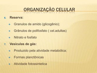 ORGANIZAÇÃO CELULAR
6.   Reserva:

        Granulos de amido (glicogênio);

        Grânulos de polifosfato ( cel.adultas)

        Nitrato e fosfato

7.   Vesículas de gás:

        Produzido pela atividade metabólica;

        Formas planctônicas

        Atividade fotossintetica
 
