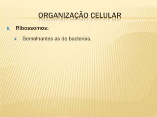 ORGANIZAÇÃO CELULAR
6.   Ribossomos:

        Semelhantes as de bacterias.
 