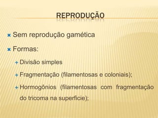REPRODUÇÃO

   Sem reprodução gamética

   Formas:
     Divisão   simples

     Fragmentação    (filamentosas e coloniais);

     Hormogônios     (filamentosas com fragmentação
     do tricoma na superficie);
 