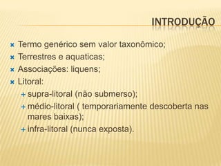 INTRODUÇÃO
   Termo genérico sem valor taxonômico;
   Terrestres e aquaticas;
   Associações: liquens;
   Litoral:
      supra-litoral (não submerso);

      médio-litoral ( temporariamente descoberta nas
       mares baixas);
      infra-litoral (nunca exposta).
 
