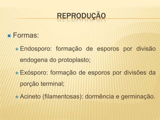REPRODUÇÃO

   Formas:
     Endosporo:    formação de esporos por divisão
     endogena do protoplasto;

     Exósporo:   formação de esporos por divisões da
     porção terminal;

     Acineto   (filamentosas): dormência e germinação.
 