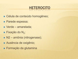 HETEROCITO

   Célula de conteúdo homogêneo;
   Parede espessa;
   Verde – amarelada;
   Fixação do N2;
   N2 – amônia (nitrogenase);
   Ausência de oxigênio;
   Formação da glutamina
 