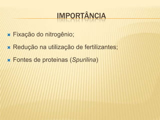 IMPORTÂNCIA

   Fixação do nitrogênio;

   Redução na utilização de fertilizantes;

   Fontes de proteinas (Spurilina)
 
