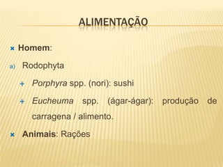 ALIMENTAÇÃO

    Homem:

a)   Rodophyta

        Porphyra spp. (nori): sushi

        Eucheuma     spp.   (ágar-ágar):   produção   de
         carragena / alimento.

    Animais: Rações
 