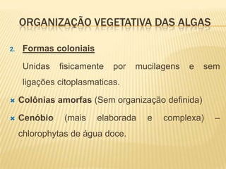 ORGANIZAÇÃO VEGETATIVA DAS ALGAS

2.    Formas coloniais

      Unidas   fisicamente   por   mucilagens   e   sem
      ligações citoplasmaticas.

    Colônias amorfas (Sem organização definida)

    Cenóbio    (mais    elaborada   e   complexa)    –
     chlorophytas de água doce.
 