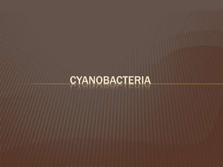 CYANOBACTERIA
 