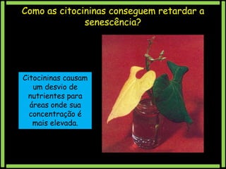 Como as citocininas conseguem retardar a
senescência?

Citocininas causam
um desvio de
nutrientes para
áreas onde sua
concentração é
mais elevada.

 