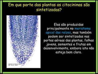 Em que parte das plantas as citocininas são
sintetizadas?
Elas são produzidas
principalmente no meristema
apical das raízes, mas também
podem ser sintetizadas nas
partes aéreas das plantas, folhas
jovens, sementes e frutas em
desenvolvimento, embora isto não
esteja bem claro.

 