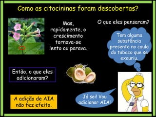Como as citocininas foram descobertas?
Mas,
rapidamente, o
crescimento
tornava-se
lento ou parava.

O que eles pensaram?
Tem alguma
substância
presente no caule
do tabaco que se
exauriu.

Então, o que eles
adicionaram?

A adição de AIA
não fez efeito.

Já sei! Vou
adicionar AIA!

 