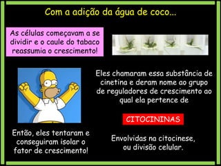 Com a adição da água de coco...
As células começavam a se
dividir e o caule do tabaco
reassumia o crescimento!
Eles chamaram essa substância de
cinetina e deram nome ao grupo
de reguladores de crescimento ao
qual ela pertence de

CITOCININAS
Então, eles tentaram e
conseguiram isolar o
fator de crescimento!

Envolvidas na citocinese,
ou divisão celular.

 