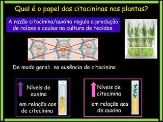 Qual é o papel das citocininas nas plantas?
A razão citocinina/auxina regula a produção
de raízes e caules na cultura de tecidos.

De modo geral: na ausência de citocinina
Níveis de
auxina

Níveis de
citocinina

em relação aos
de citocinina

em relação aos
de auxina

 