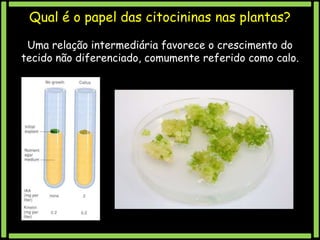 Qual é o papel das citocininas nas plantas?
Uma relação intermediária favorece o crescimento do
tecido não diferenciado, comumente referido como calo.

 