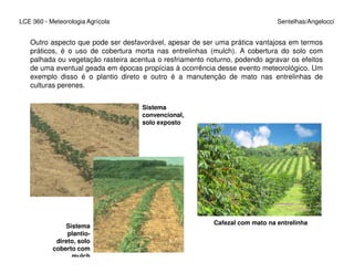 LCE 360 - Meteorologia Agrícola Sentelhas/Angelocci
Outro aspecto que pode ser desfavorável, apesar de ser uma prática vantajosa em termos
práticos, é o uso de cobertura morta nas entrelinhas (mulch). A cobertura do solo com
palhada ou vegetação rasteira acentua o resfriamento noturno, podendo agravar os efeitos
de uma eventual geada em épocas propícias à ocorrência desse evento meteorológico. Um
exemplo disso é o plantio direto e outro é a manutenção de mato nas entrelinhas de
culturas perenes.
Sistema
convencional,
solo exposto
Sistema
plantio-
direto, solo
coberto com
mulch
Cafezal com mato na entrelinha
 