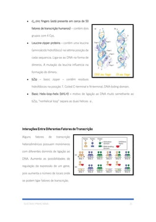 GUSTAVO PINHO MAIA 11
• 𝐶4 zinc fingers (está presente em cerca de 50
fatores de transcrição humanos) – contém dois
grupos com 4 Cys.
• Leucine-zipper proteins – contém uma leucina
(aminoácido hidrofóbico) na sétima posição de
cada sequencia. Liga-se ao DNA na forma de
dímeros. A mutação da leucina influencia na
formação do dímero.
• bZip – basic zipper – contêm resíduos
hidrofóbicos na posição 7. Coiled C-terminal e N-terminal, DNA-biding domain.
• Basic Helix-loop-helix (bHLH) – motivo de ligação ao DNA muito semelhante ao
bZip, “nonhelical loop” separa as duas hélices α.
Interações Entre Diferentes Fatores de Transcrição
Alguns fatores de transcrição
heterodíméricos possuem monómeros
com diferentes dominós de ligação ao
DNA. Aumenta as possibilidades de
regulação da expressão de um gene,
pois aumenta o número de locais onde
se podem ligar fatores de transcrição.
 