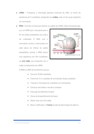 GUSTAVO PINHO MAIA 15
• mRNA – Transporta a informação genética transcrita do DNA, na forma de
sequências de 3 nucleótidos, designados por codões, cada um dos quais especifica
um aminoácido.
• tRNA – Constitui a chave para decifrar os codões do mRNA. Cada aminoácido liga-
se a um tRNA que o transporta para o
fim da cadeia polipeptídica que está a
ser sintetizada. O tRNA com o
aminoácido correto, é selecionado em
cada passo da síntese da cadeia
polipeptídica, porque o tRNA possui
uma sequência com três nucleótidos,
um anti codão, que emparelha com o
codão complementar do mRNA.
O tRNA ou RNA de transferência possui:
▪ Cerca de 70-80 nucleótidos
▪ O terminal 3’ é o aceitador de aminoácidos (braço aceitador)
▪ Traduzem informação de nucleótidos em aminoácidos
▪ Estrutura secundária e terciária complexa
▪ Execução de diferentes funções
▪ Zonas de emparelhamento de bases
▪ Steam-loop com anti-codão
▪ Bases modificadas: A Inosine resulta da deaminação da adenina
 