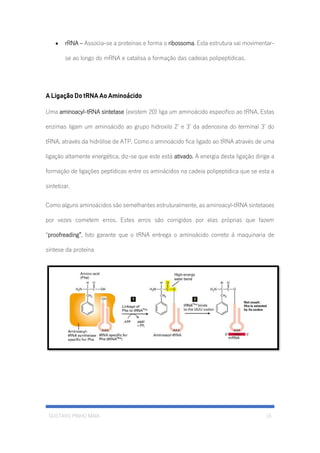 GUSTAVO PINHO MAIA 16
• rRNA – Associa-se a proteínas e forma o ribossoma. Esta estrutura vai movimentar-
se ao longo do mRNA e catalisa a formação das cadeias polipeptídicas.
A Ligação Do tRNA Ao Aminoácido
Uma aminoacyl-tRNA sintetase (existem 20) liga um aminoácido especifico ao tRNA. Estas
enzimas ligam um aminoácido ao grupo hidroxilo 2’ e 3’ da adenosina do terminal 3’ do
tRNA, através da hidrólise de ATP. Como o aminoácido fica ligado ao tRNA através de uma
ligação altamente energética, diz-se que este está ativado. A energia desta ligação dirige a
formação de ligações peptídicas entre os aminácidos na cadeia polipeptídica que se esta a
sintetizar.
Como alguns aminoácidos são semelhantes estruturalmente, as aminoacyl-tRNA sintetases
por vezes cometem erros. Estes erros são corrigidos por elas próprias que fazem
“proofreading”. Isto garante que o tRNA entrega o aminoácido correto á maquinaria de
síntese da proteína
 