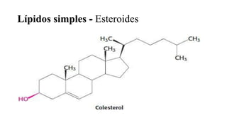 Lípidos simples - Esteroides
 