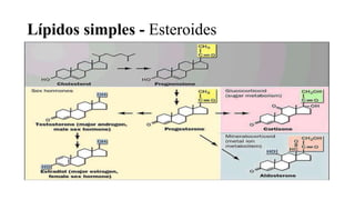 Lípidos simples - Esteroides
 