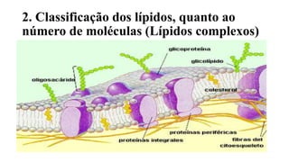 2. Classificação dos lípidos, quanto ao
número de moléculas (Lípidos complexos)
 