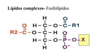 Lípidos complexos- Fosfolípidos
 