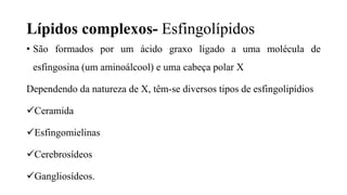 Lípidos complexos- Esfingolípidos
• São formados por um ácido graxo ligado a uma molécula de
esfingosina (um aminoálcool) e uma cabeça polar X
Dependendo da natureza de X, têm-se diversos tipos de esfingolipídios
Ceramida
Esfingomielinas
Cerebrosídeos
Gangliosídeos.
 