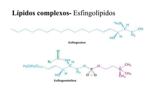 Lípidos complexos- Esfingolípidos
 